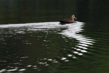 カルガモ 中郷温水池公園(三島市) 2022年8月25日(木)