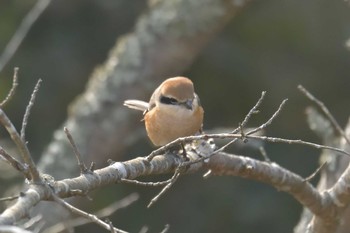 モズ 三重県上野森林公園 2018年1月29日(月)