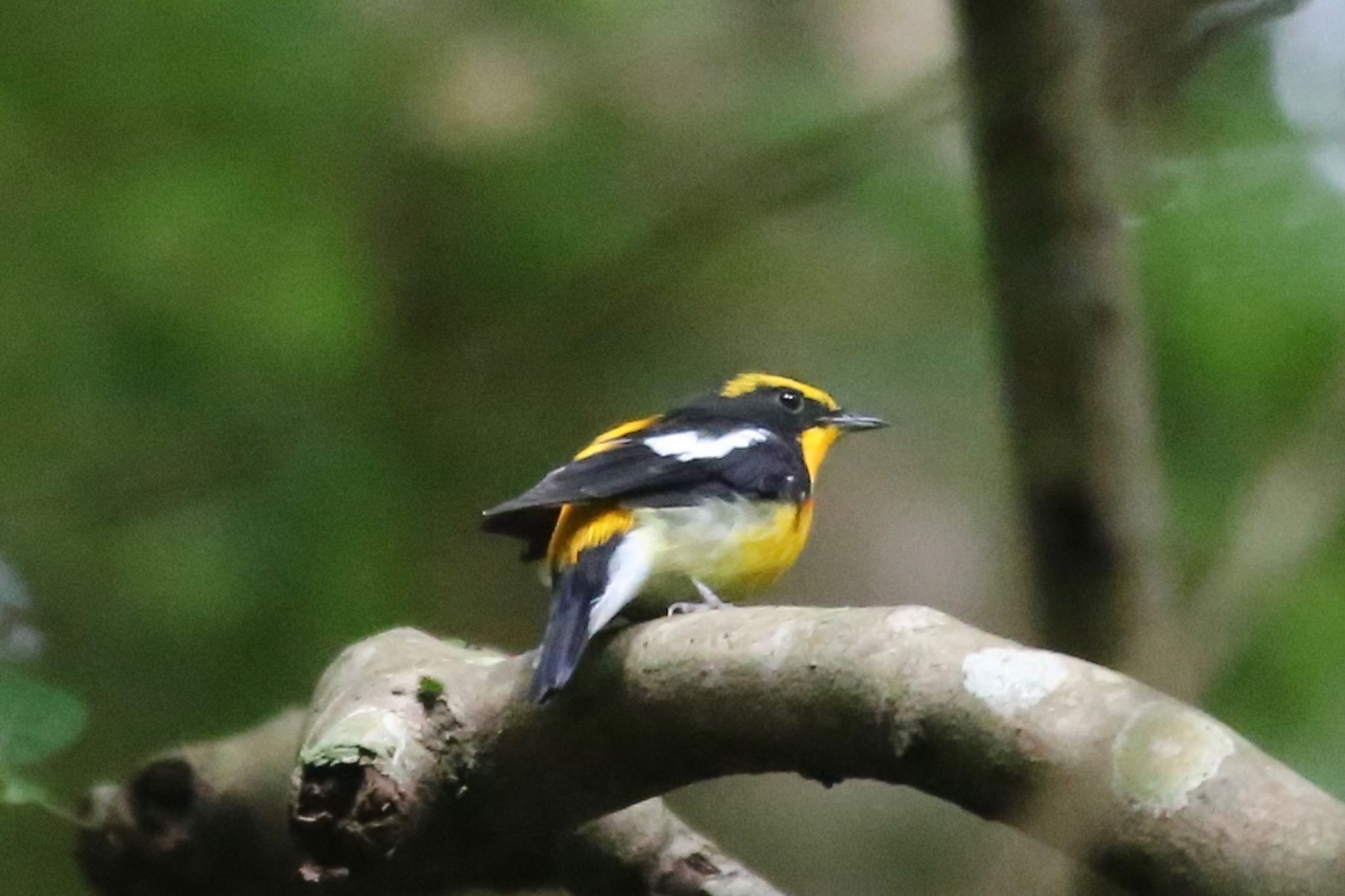 Photo of Narcissus Flycatcher at Hayatogawa Forest Road by ささりん