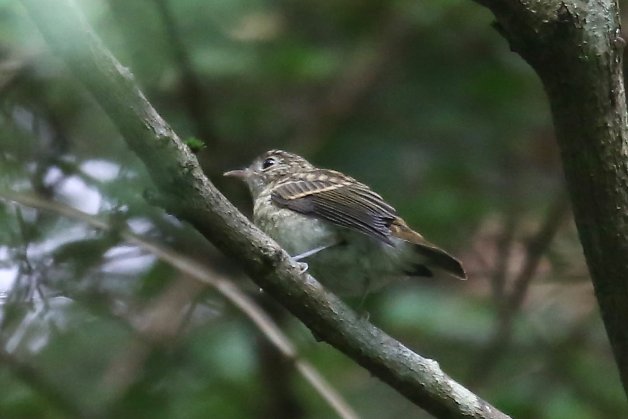 Photo of Narcissus Flycatcher at Hayatogawa Forest Road by ささりん