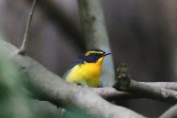 Narcissus Flycatcher Hayatogawa Forest Road Wed, 8/24/2022