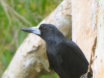 Black Butcherbird Centenary Lakes(Cairns) Thu, 8/11/2022