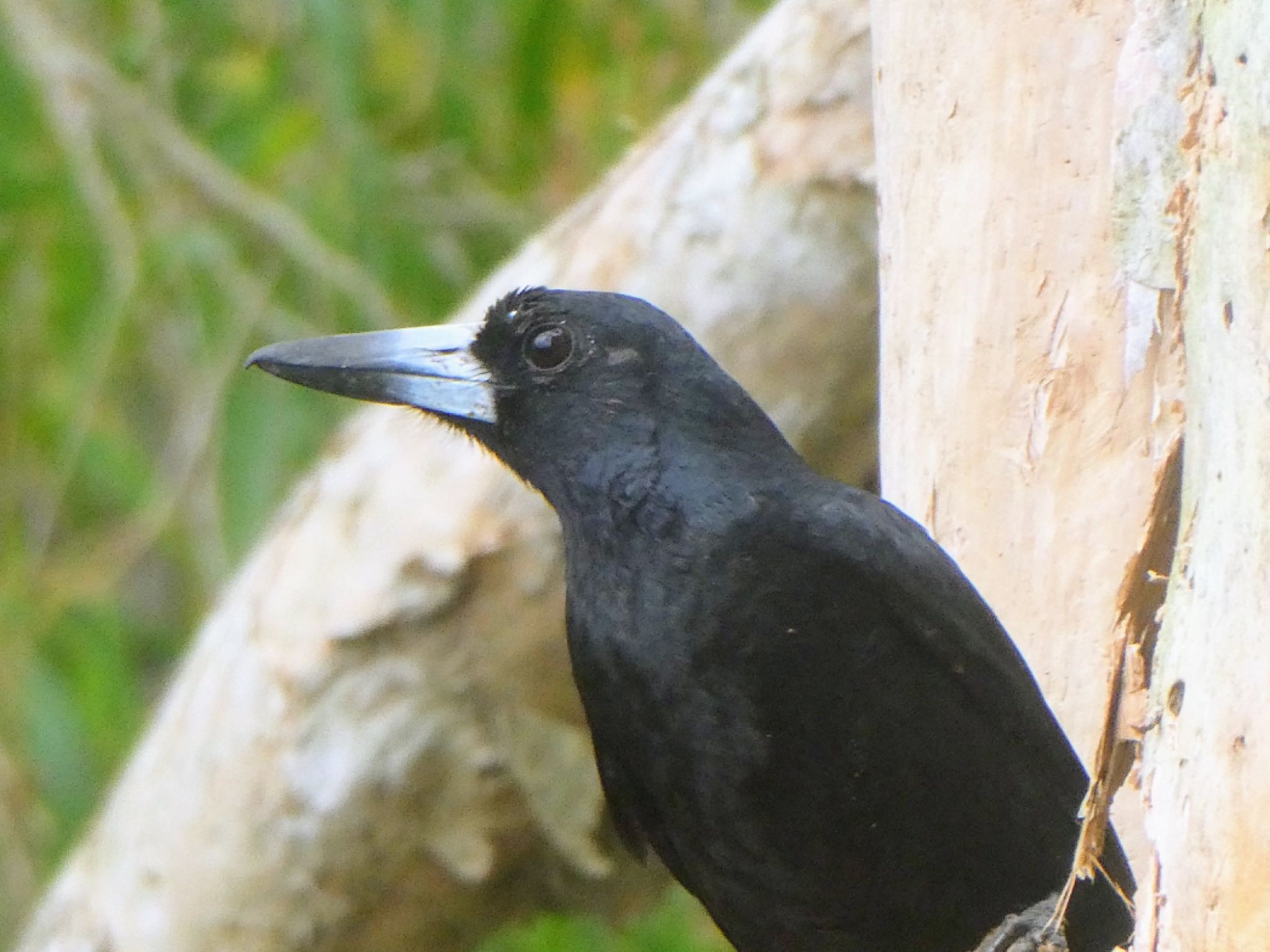 Photo of Black Butcherbird at Centenary Lakes(Cairns) by Maki