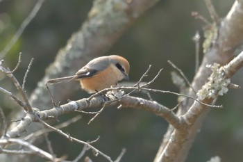 モズ 三重県上野森林公園 2018年1月29日(月)