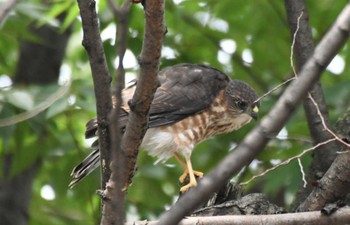 2022年7月9日(土) 鷺沼公園(川崎市宮前区)の野鳥観察記録