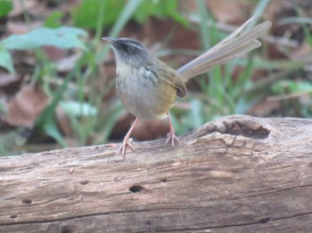 マユハウチワドリ