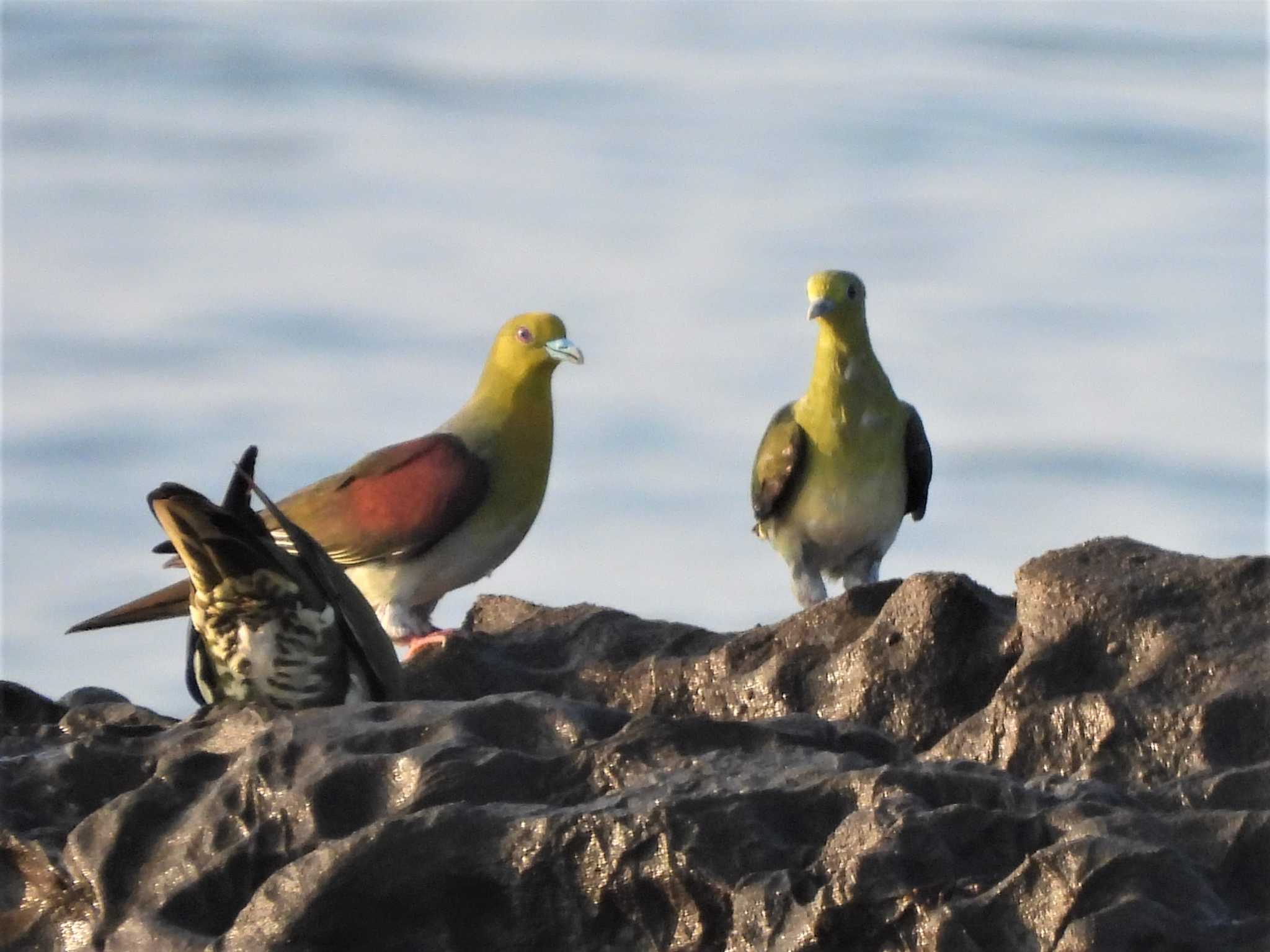 White-bellied Green Pigeon