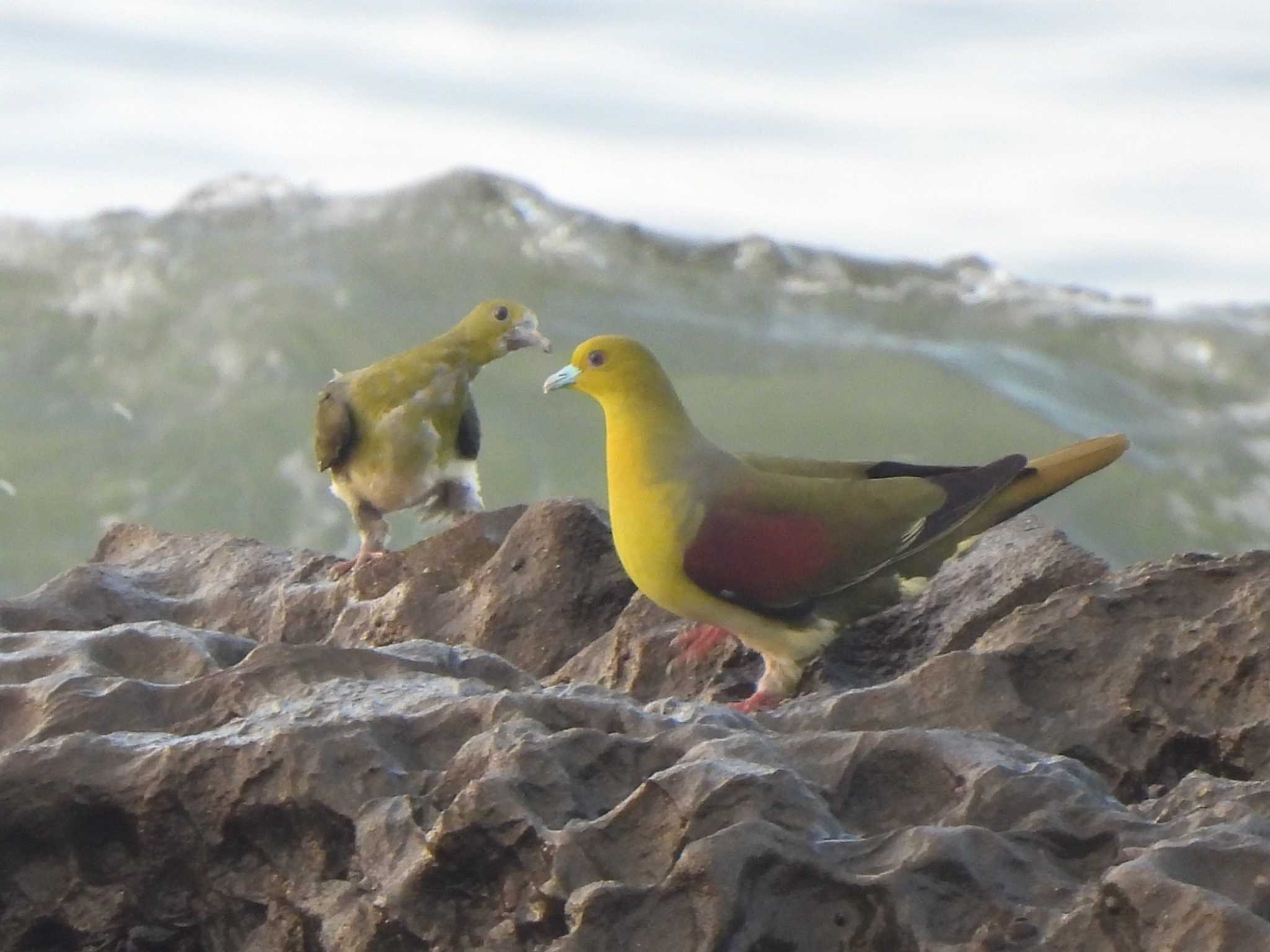 White-bellied Green Pigeon