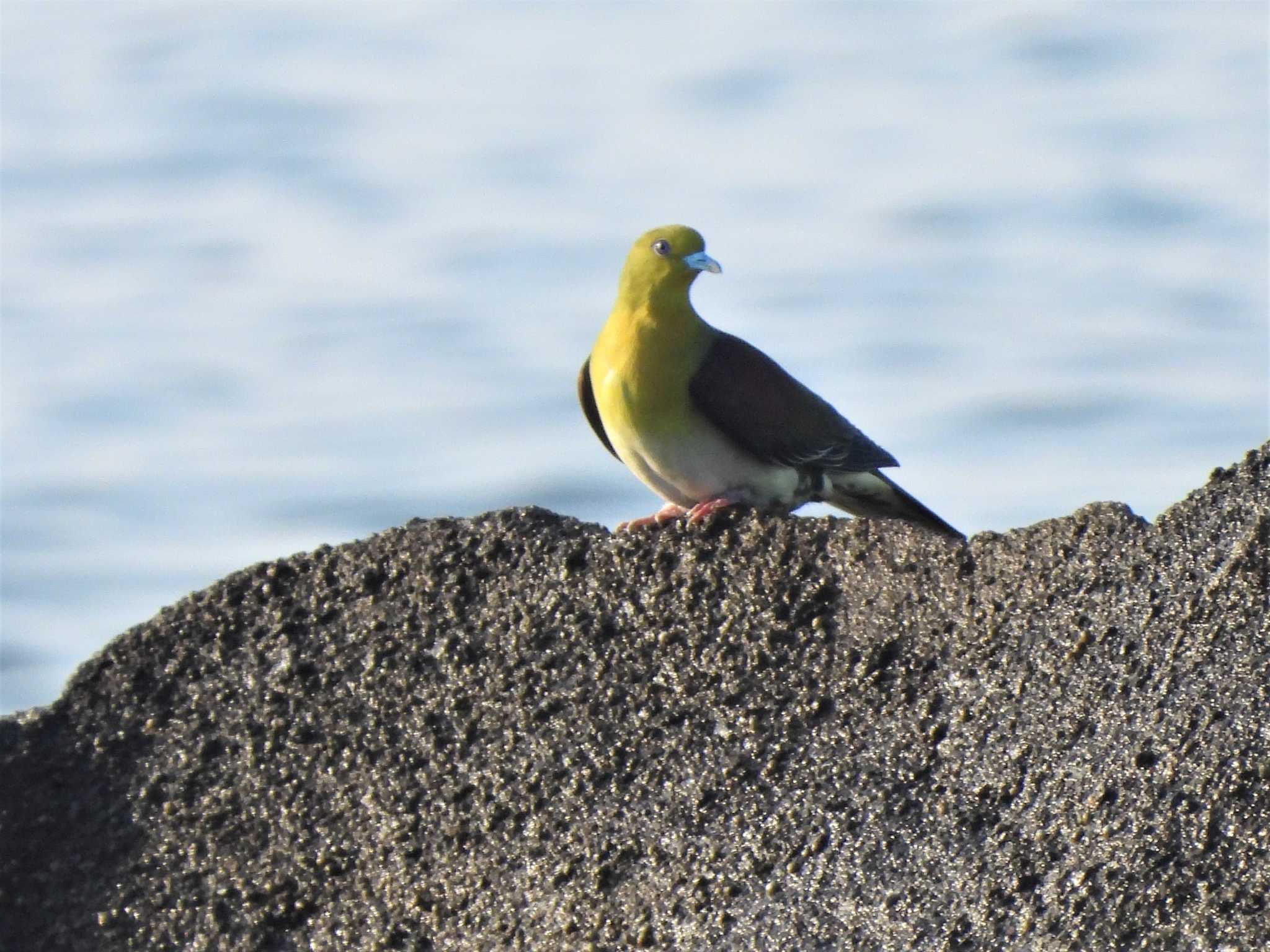 White-bellied Green Pigeon