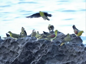 White-bellied Green Pigeon Terugasaki Beach Sat, 8/27/2022