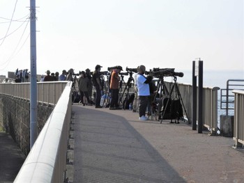 アオバト 大磯照ヶ崎海岸 2022年8月27日(土)