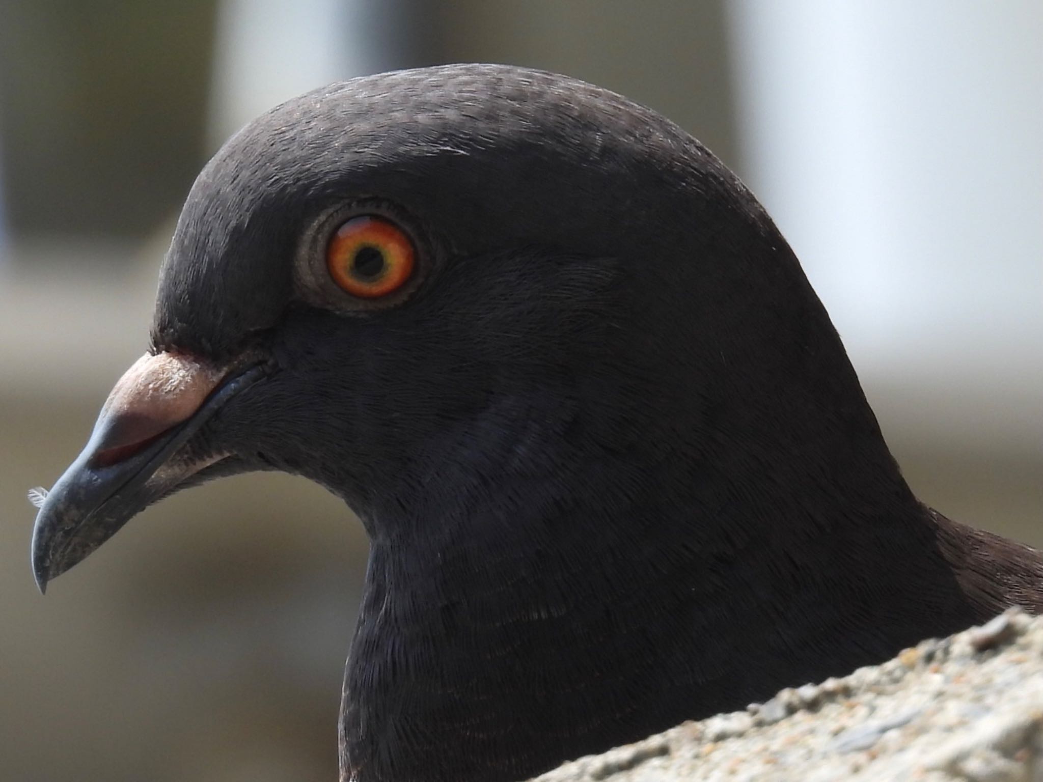 埼玉県さいたま市 カワラバトの写真 by ツピ太郎