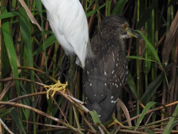 2022年8月27日(土) 埼玉県さいたま市の野鳥観察記録