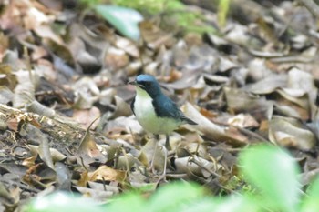 Siberian Blue Robin ささやまの森公園(篠山の森公園) Thu, 8/25/2022