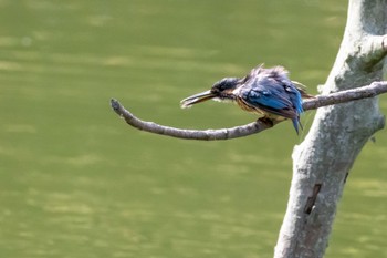 Common Kingfisher Machida Yakushiike Park Sat, 8/27/2022