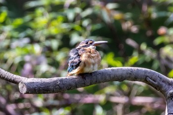 Common Kingfisher Machida Yakushiike Park Sat, 8/27/2022