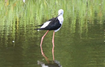 セイタカシギ 東京港野鳥公園 2022年7月31日(日)