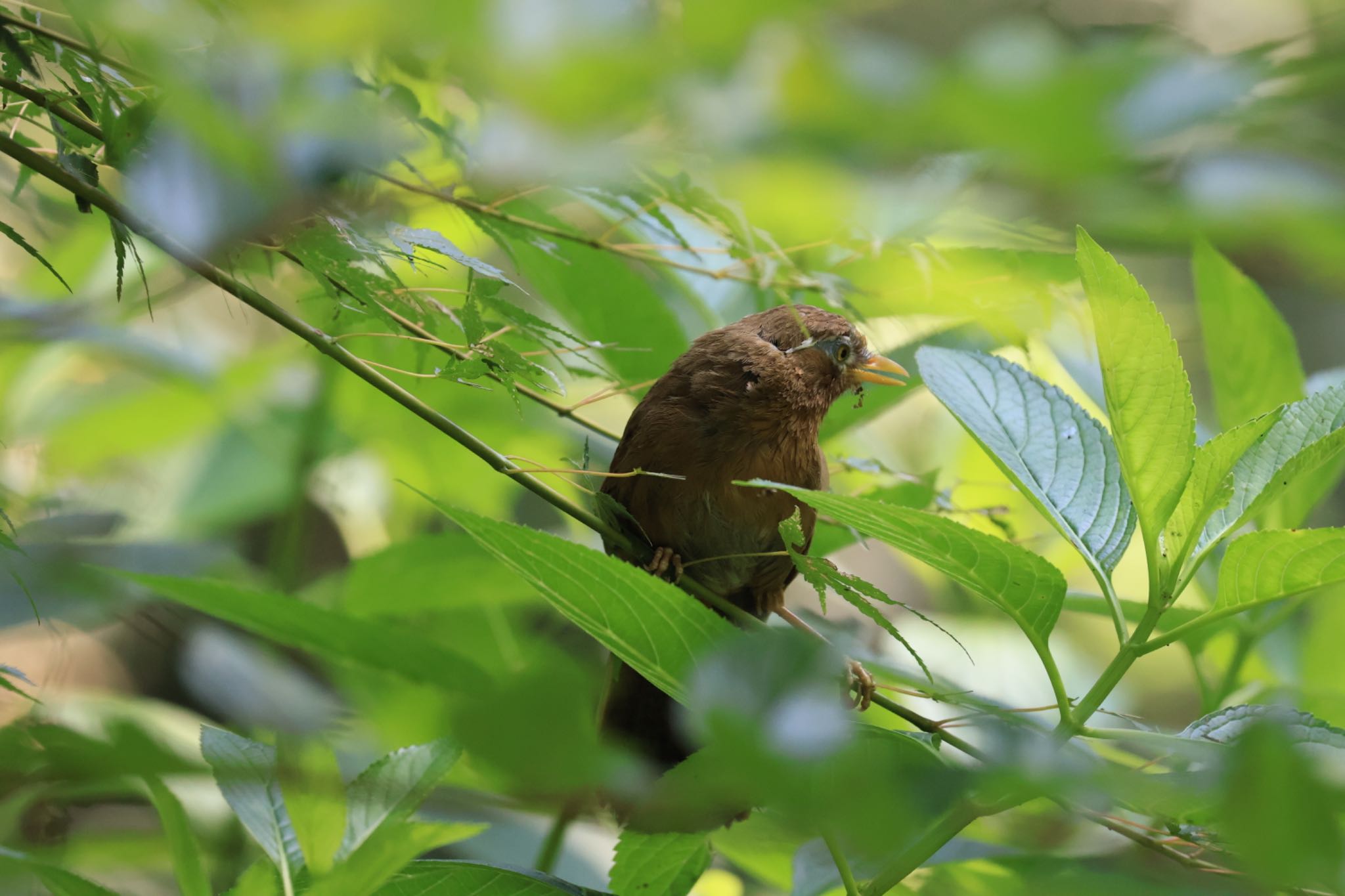 生田緑地 ガビチョウの写真 by yossan1969