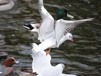 ユリカモメ 京都市鴨川公園 2021年12月29日(水)