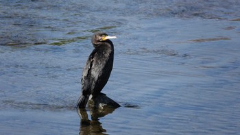 カワウ 京都市鴨川公園 2021年4月10日(土)