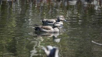 オカヨシガモ 京都市宝ヶ池公園 2021年4月11日(日)