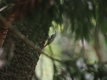 Eurasian Treecreeper 比叡山 Thu, 5/5/2022