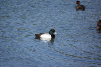 Greater Scaup 琵琶湖疎水 Sat, 4/9/2022