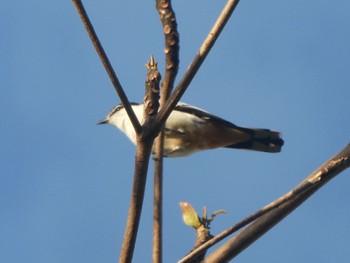 Varied Triller Esplanade(Cairns) Wed, 8/10/2022