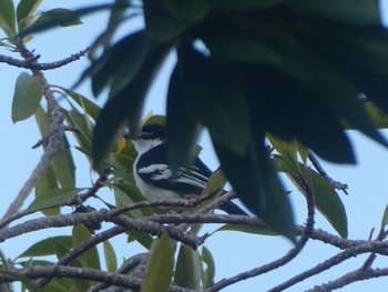 Varied Triller Esplanade(Cairns) Wed, 8/10/2022