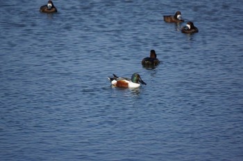 ハシビロガモ 琵琶湖疎水 2022年4月9日(土)