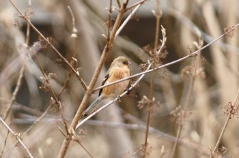 2018年1月28日(日) 高尾山口駅から城山湖から城山公園の野鳥観察記録