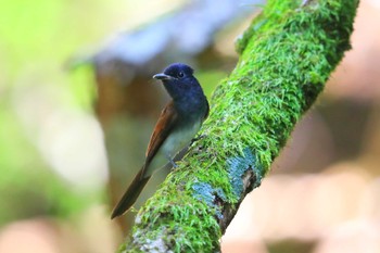 Black Paradise Flycatcher Unknown Spots Sat, 8/27/2022