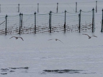 コシジロオオソリハシシギ ふなばし三番瀬海浜公園 2022年8月26日(金)