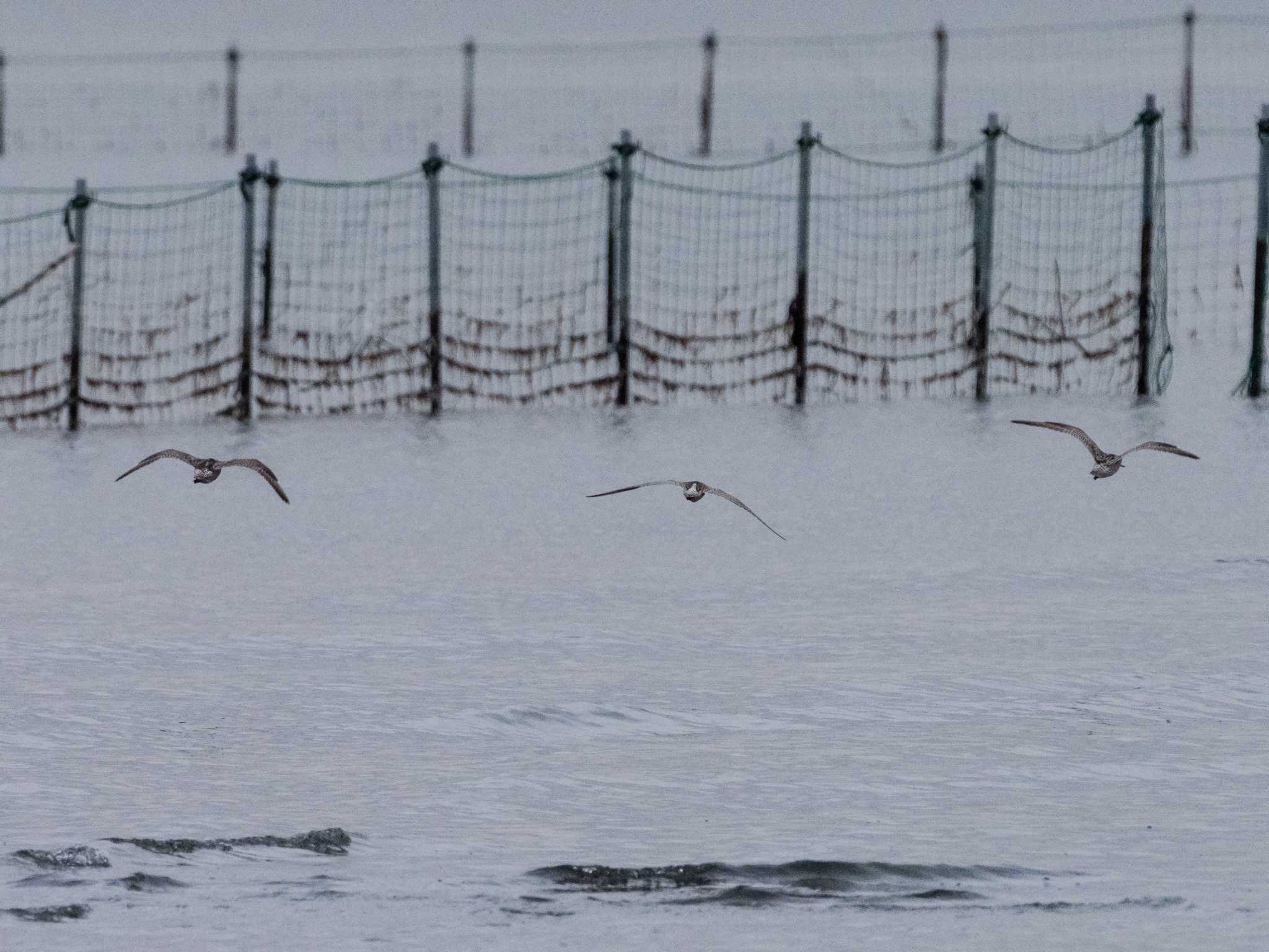 Photo of Bar-tailed Godwit(menzbieri) at Sambanze Tideland by ふなきち