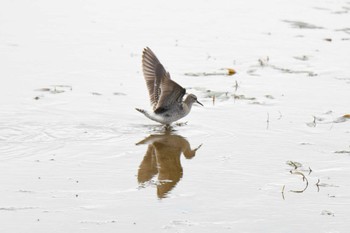 Wood Sandpiper いしかり調整池(石狩調整池) Sat, 8/27/2022