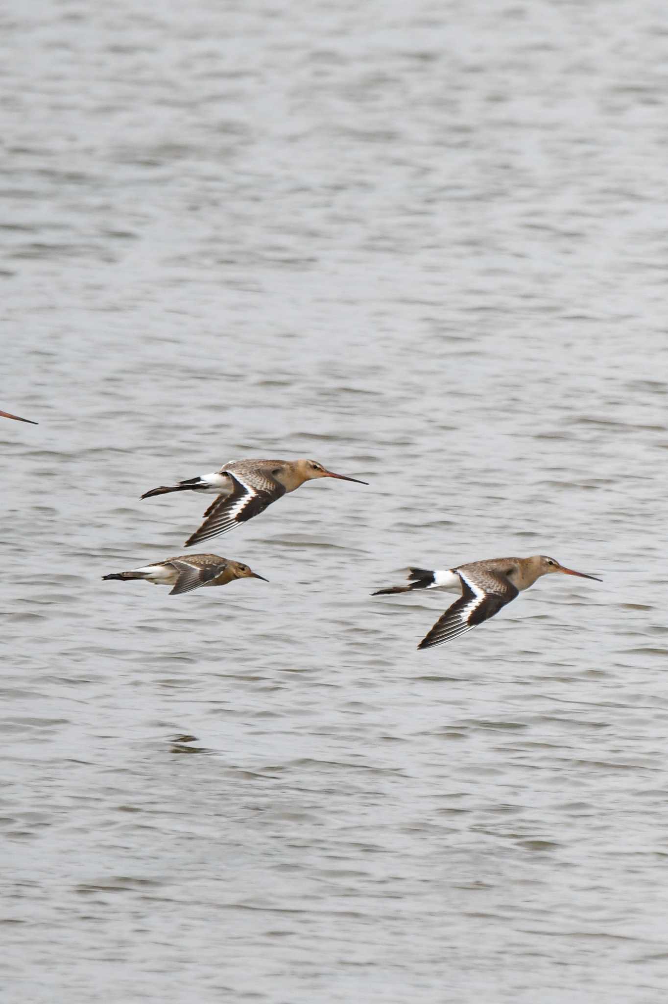 Black-tailed Godwit