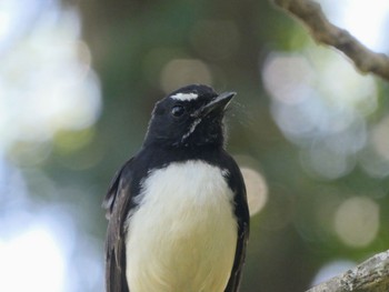 ヨコフリオウギビタキ Flecker Botanical Garden(Cairns) 2022年8月11日(木)