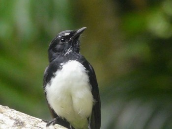 Willie Wagtail Centenary Lakes(Cairns) Thu, 8/11/2022