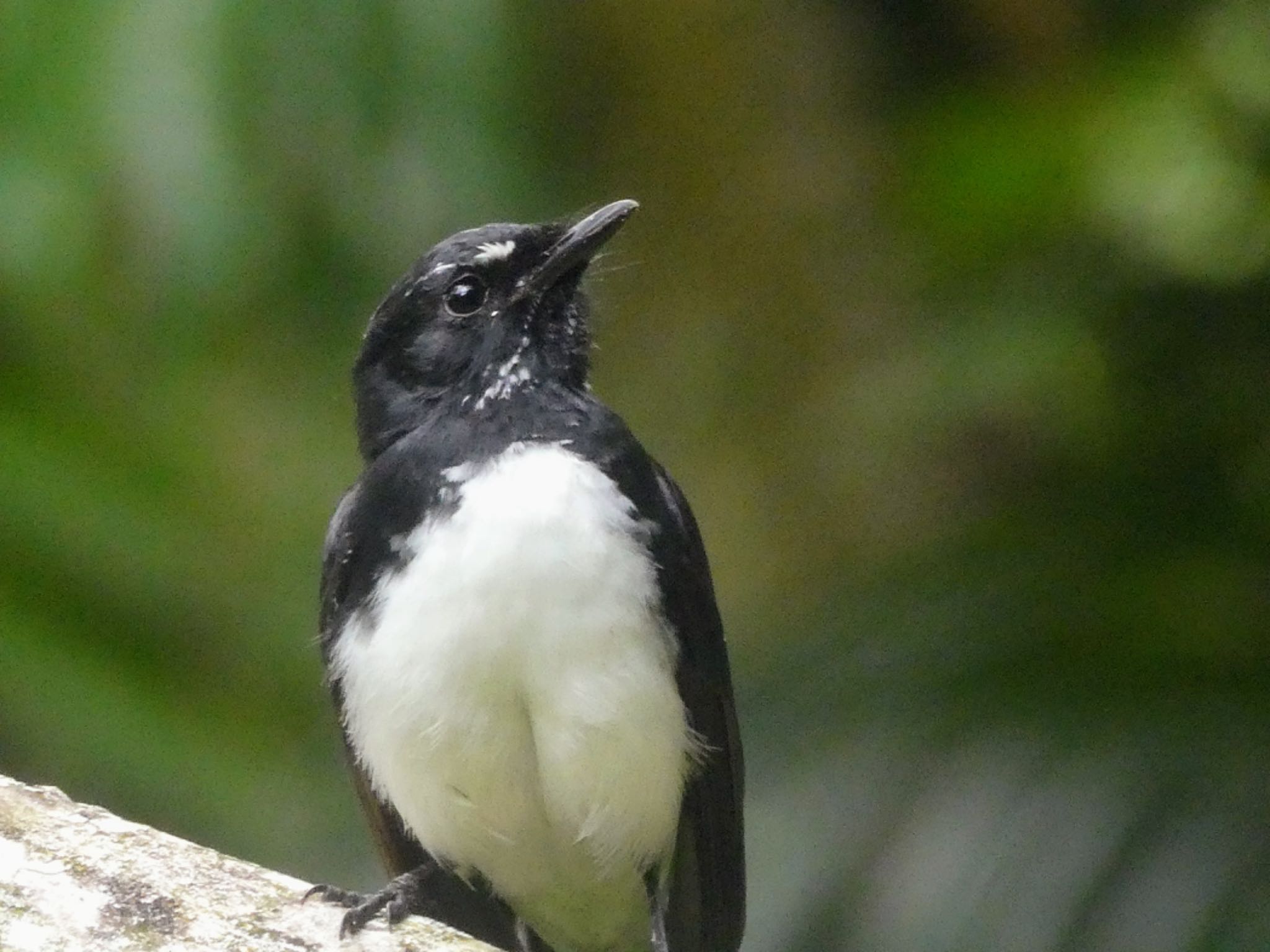 Photo of Willie Wagtail at Centenary Lakes(Cairns) by Maki