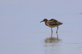 Ruff 大瀬海岸(奄美大島) Thu, 8/11/2022