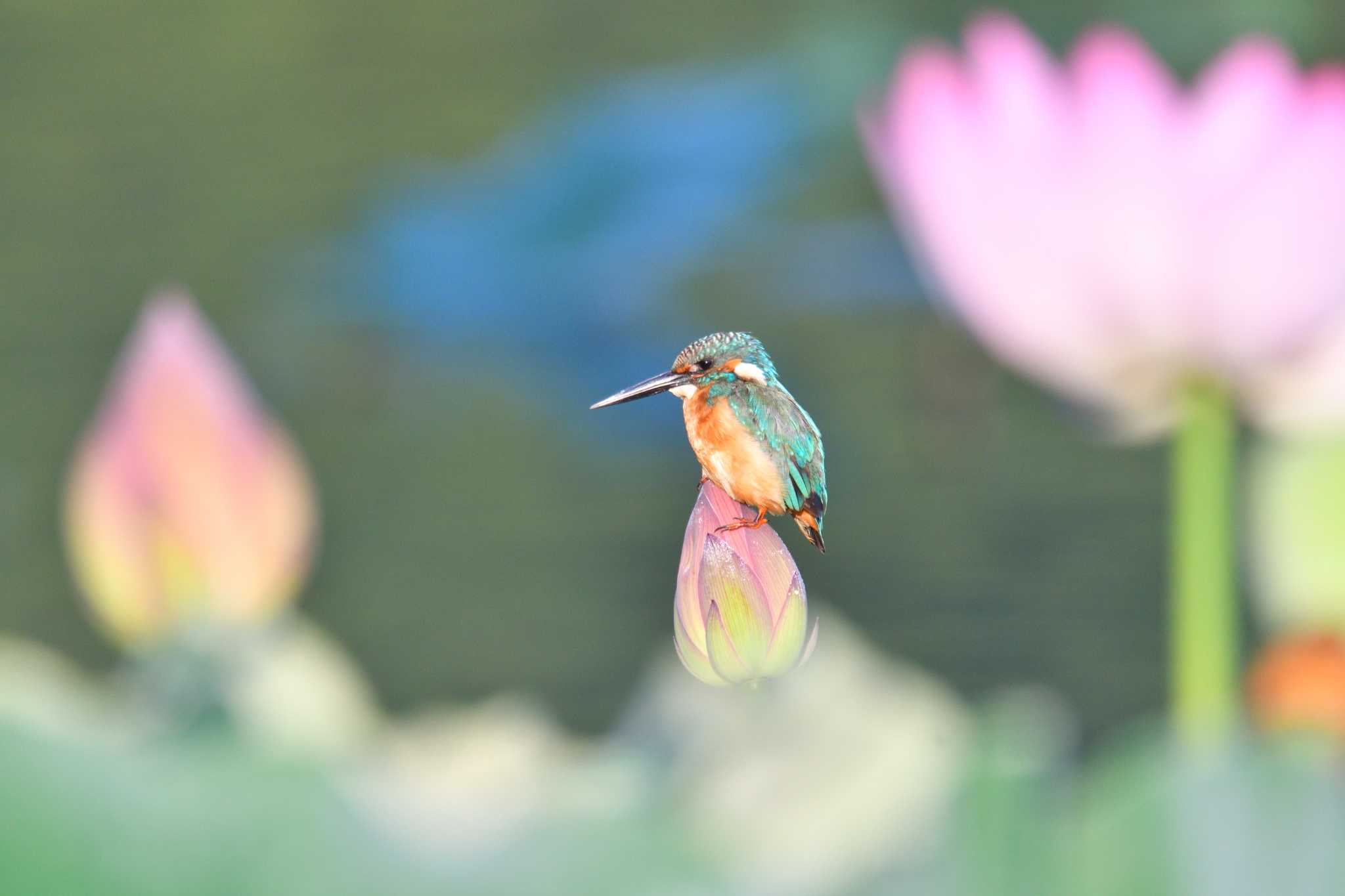 Photo of Common Kingfisher at 富士吉田市 by しの