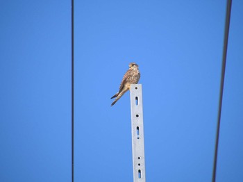 Common Kestrel 山武市 Mon, 1/29/2018