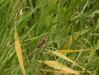 Sat, 8/27/2022 Birding report at Inashiki