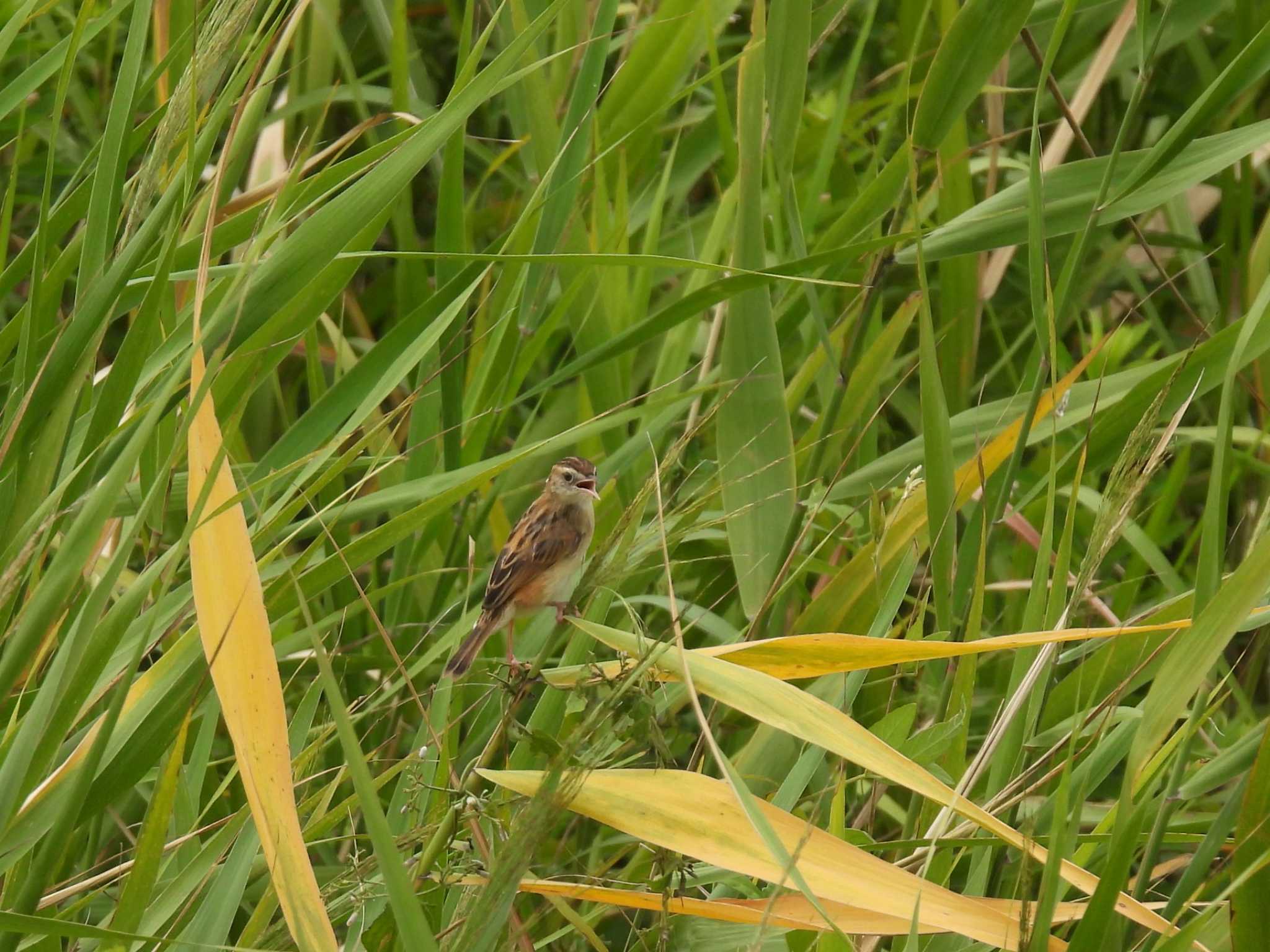 Zitting Cisticola