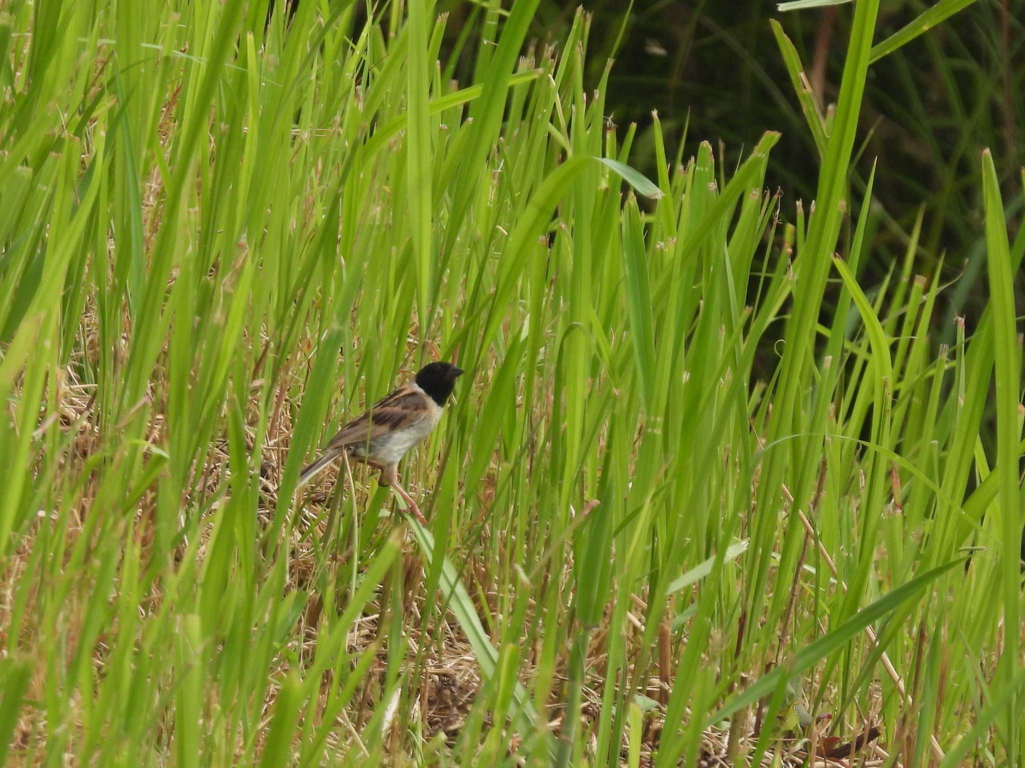 Ochre-rumped Bunting