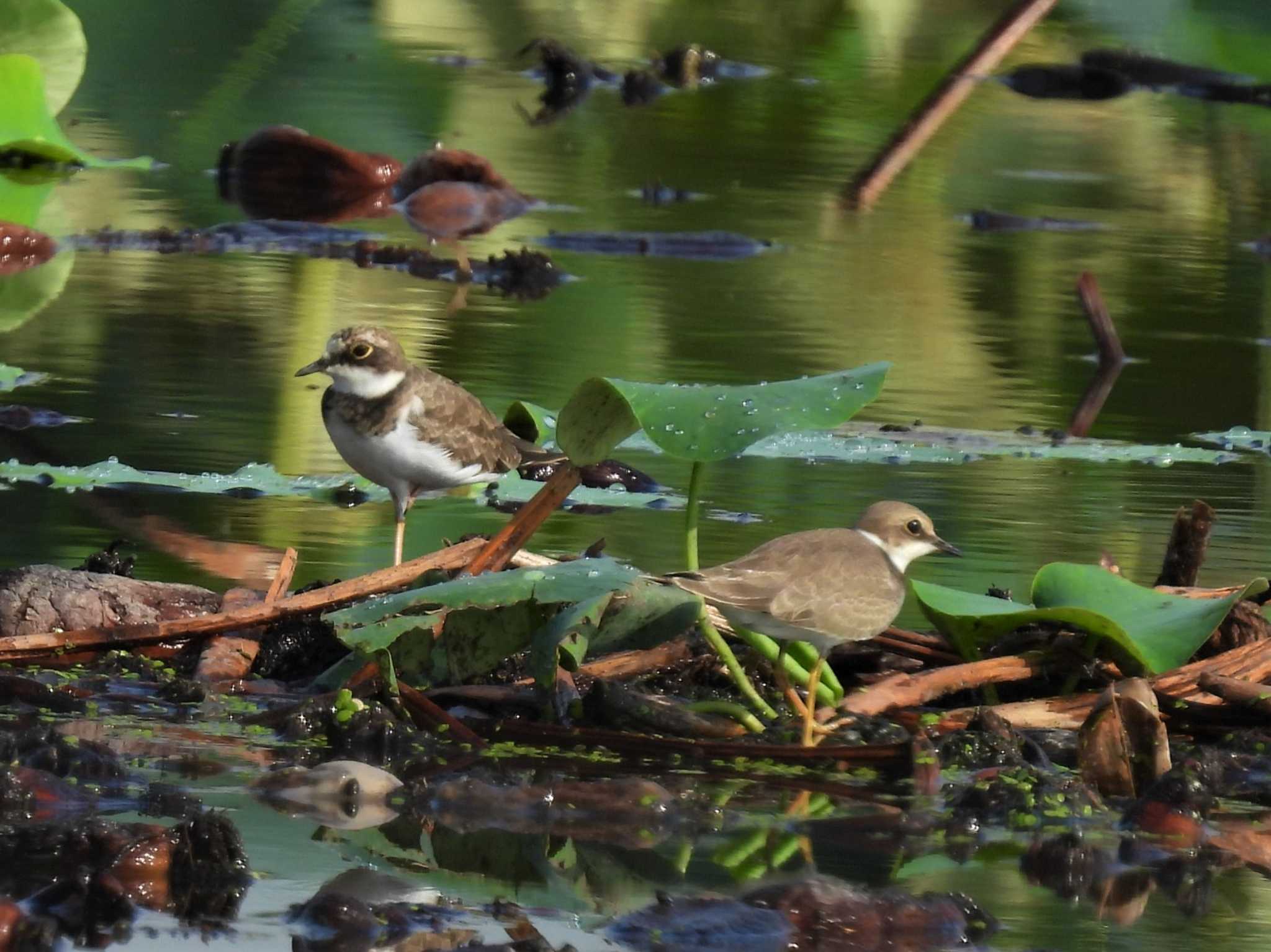 Little Ringed Plover