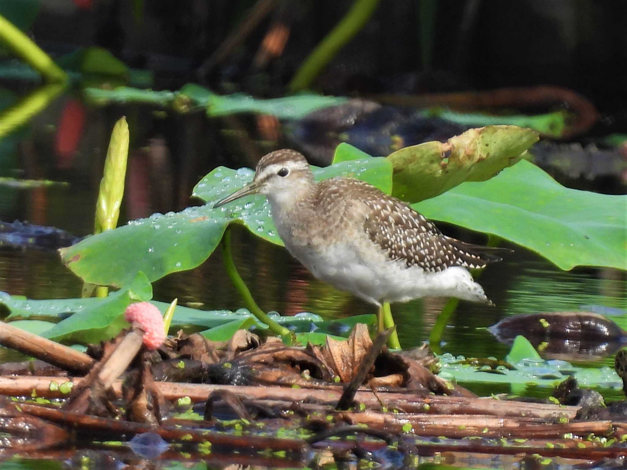 Wood Sandpiper