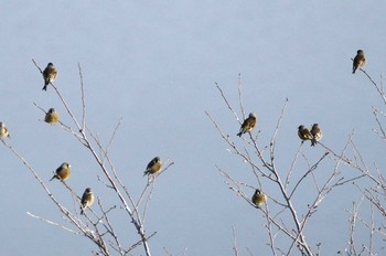 カワラヒワ 高尾山口駅から城山湖から城山公園 2018年1月28日(日)