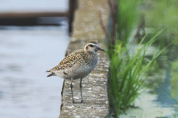 2022年8月27日(土) 厚木田んぼ(猿ヶ島)の野鳥観察記録