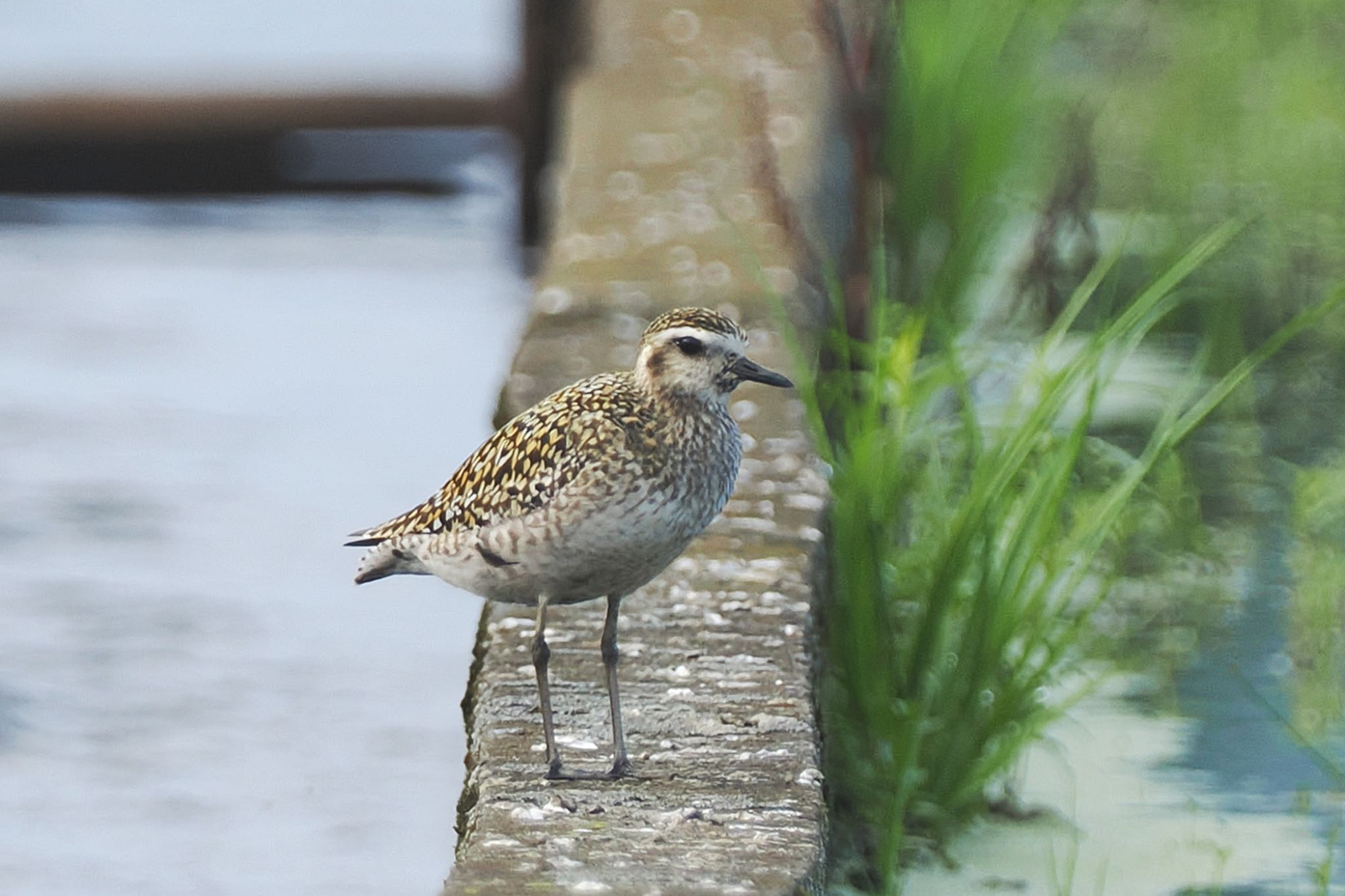 Pacific Golden Plover